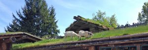 Goats on the roof in Coombs BC