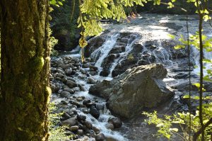 River in the forest in Parksville BC