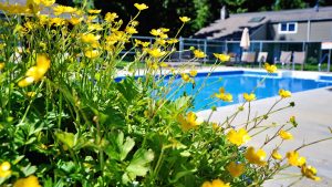 Buttercups and pool at Ocean Trails Resort
