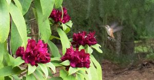 Hummingbird and flowers on the grounds at Ocean Trails Resort