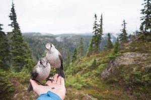 Two curious birds on hand at Strathcona Park